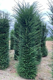 Taxus 