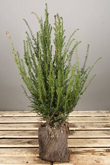 Taxus 