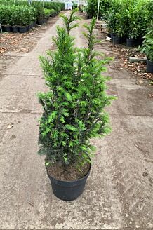 Taxus 