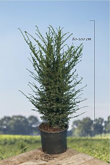 Taxus 