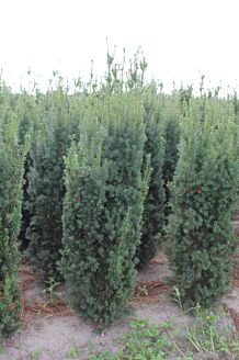 Taxus media 