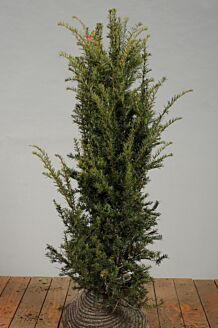 Taxus Baccata Kluit 125-150 cm Extra kwaliteit Kluit