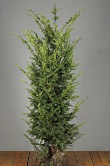 Taxus Baccata Kluit 150-175 cm Extra kwaliteit Kluit