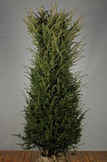 Taxus Baccata Kluit 175-200 cm Extra kwaliteit Kluit