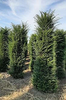 Taxus Baccata Kluit 300-350 cm Extra kwaliteit Kluit