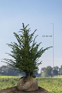 Taxus Baccata Kluit 60-80 cm Extra kwaliteit Kluit