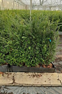 Taxus Baccata Kant-en-Klaar 80-100 cm Kant-en-klaar