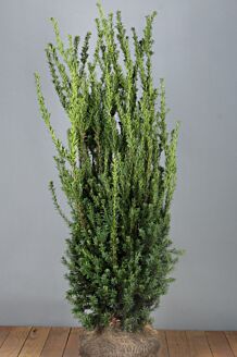 Taxus media 
