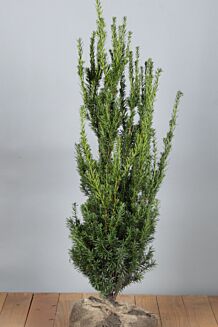 Taxus media 