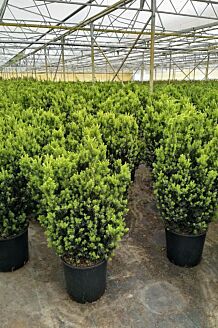 Taxus media 