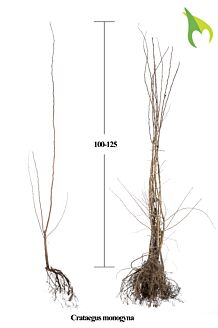 Meidoorn Blote wortel 100-125 cm Blote wortel