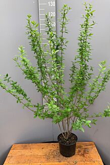 Wintergroene Liguster Atrovirens  Pot 100-125 cm Pot