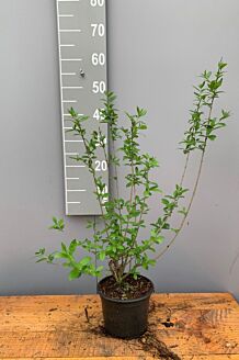 Wintergroene Liguster Atrovirens Pot 40-60 cm Pot