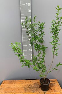 Wintergroene Liguster Atrovirens Pot 60-80 cm Pot