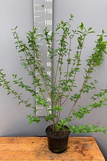 Wintergroene Liguster Atrovirens Pot 80-100 cm Pot