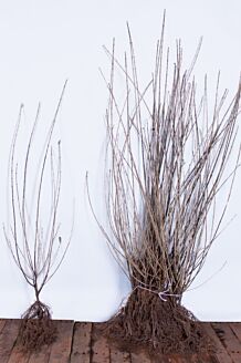 Wintergroene Liguster Atrovirens Blote wortel 100-125 cm Blote wortel