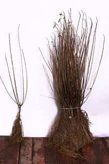 Wintergroene Liguster Atrovirens Blote wortel 40-60 cm Blote wortel