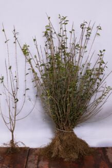 Wintergroene Liguster Atrovirens Blote wortel 60-80 cm Blote wortel