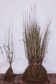 Wintergroene Liguster Atrovirens Blote wortel 80-100 cm Blote wortel