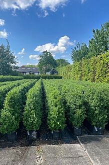 Wintergroene liguster 