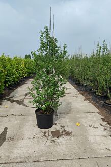 Wintergroene Liguster Atrovirens Pot 125-150 cm Pot