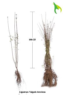 Wintergroene Liguster Atrovirens Blote wortel 125-150 cm Blote wortel