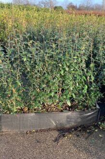 Wintergroene Liguster 