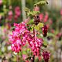 Die Blutjohannisbeere (Ribes sanguineum) ist ein robuster und insektenfreundlicher Strauch.