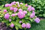 Bolhortensia-Roze-ALG HAAG