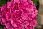 Bolhortensia-Roze-ALG INZ