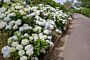 Bolhortensia-Wit-ALG HAAG