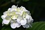 Bolhortensia-Wit-ALG INZ