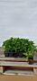 Bolhortensia-Wit-Kluit-20-25