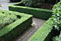 Buxus-Palmboom-ALG HAAG