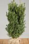 Buxus-Palmboom-Kluit-50-60