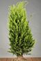 Gele-Californische-Cipres-Kluit-100-125