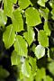 Groene-Beuk-Pot-175-200