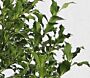 Europäische (Gewöhnliche) Stechpalme - Ilex aquifolium kaufen