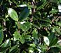 Stechpalme (Ilex meserveae) Heckenpracht hat dunkelgrünes, dorniges Blatt, Austrieb bronzerot, männlich, ohne Beeren