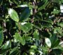 Stechpalme (Ilex meserveae) Heckenpracht hat dunkelgrünes, dorniges Blatt, Austrieb bronzerot, männlich, ohne Beeren