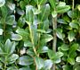 Japanse hulst (Ilex crenata)