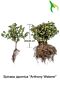 Japanse-Spierstruik-Anthony-Waterer-Blote-Wortel-20-30