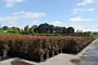 Kleine Fertighecken – Heckenelemente bis 1 Meter - Hecke kaufen bei HeckenpflanzenTotal
