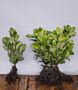 Laurier-Rotundifolia-Blote-Wortel-20-30