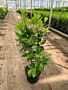 Laurier-Rotundifolia-Pot-80-100