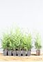 Levensboom-Excelsa-Kluit-25-30