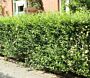 Liguster (Ligustrum vulgare) Atrovirens Hecke