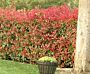 Photinia fraseri 