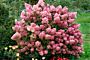 Pluimhortensia-Roze-ALG HAAG