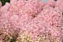 Pluimhortensia-Roze-ALG INZ